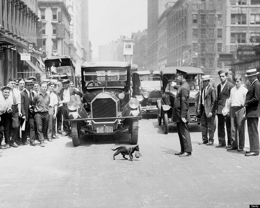 Policeman Stops Traffic To Let A Cat Carry Her Kitten Across The Street, 1923