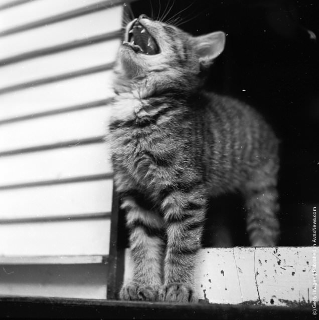 Kitten Stretches And Yawns At The Greenwich Village Circa 1950