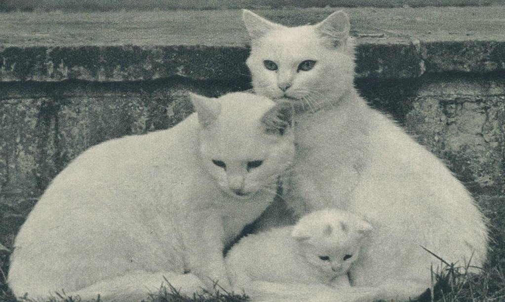 adorable meow-worth cats moments