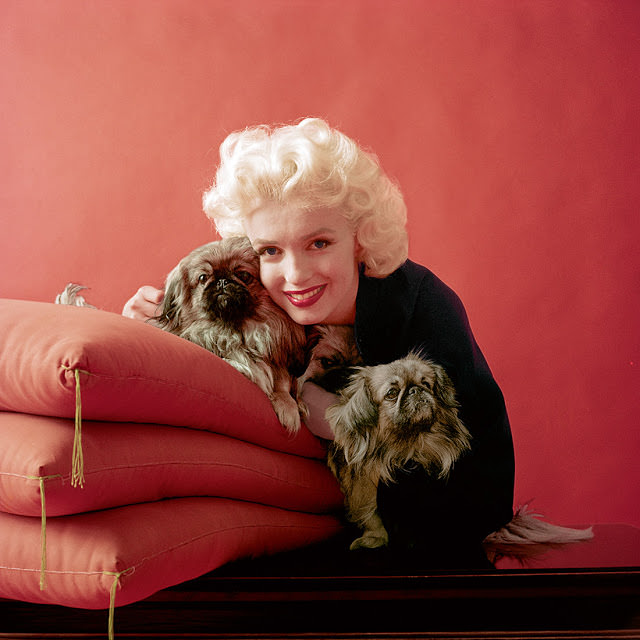 Monroe poses with Pekingese dogs that were part of a Look magazine shoot in February 1955
