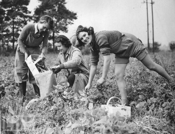 Three salesgirls from the Bourne and Hollingsworth department store in London, auxiliary members of the Womens Land Army, pick beans for the war effort.