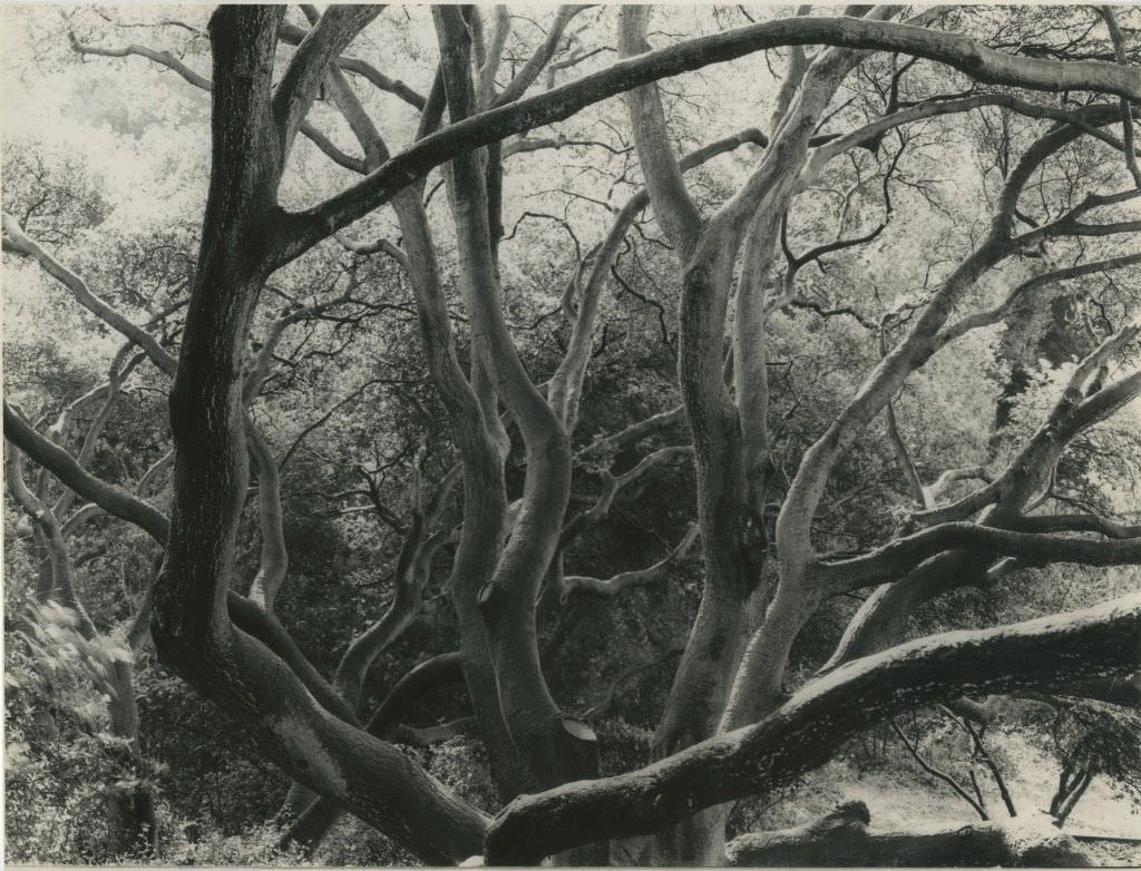 “Trees,” Berkeley, California, 1957.