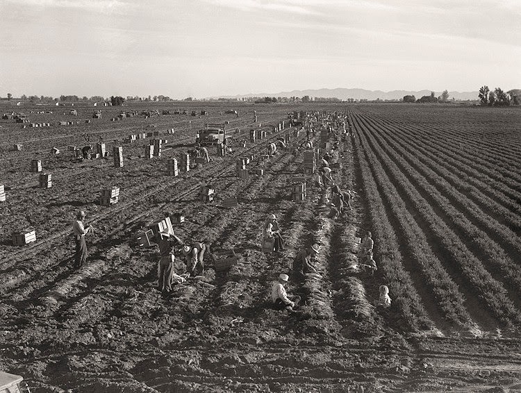 Near Meloland, Imperial Valley, Large scale agriculture