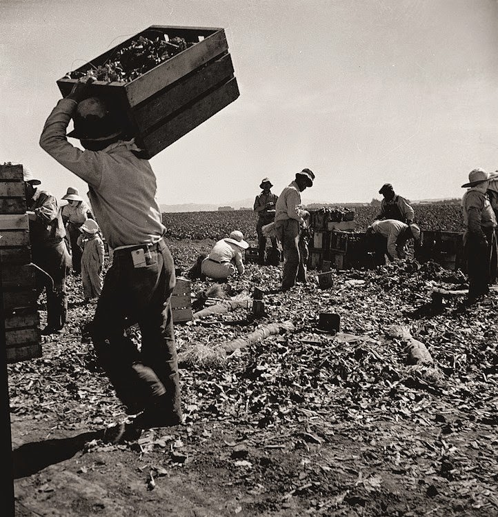 Carrot pullers from Texas, Oklahoma, Arkansas, Missouri and Mexico