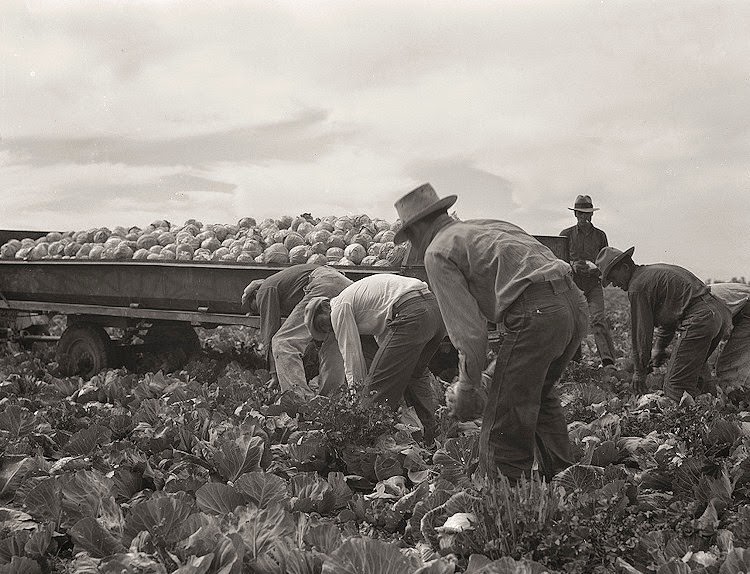 Cabbage cutting and hauling by new Vessey (flat truck) system, now also used in carrots and lettuce. Imperial Valley, California