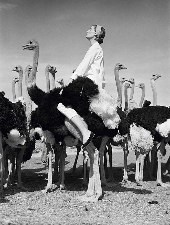 Wenda Parkinson and ostriches, fashion by Spectator Sports in South Africa, 1951