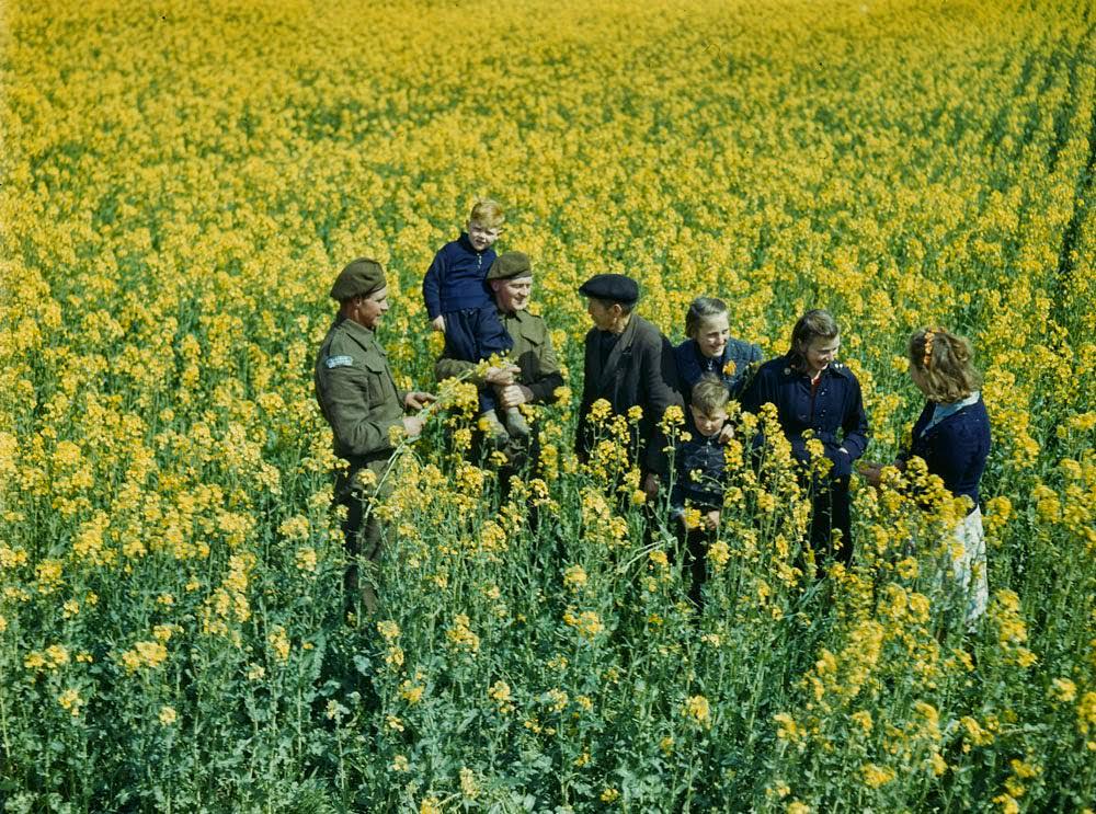 Canadian and Dutch soldiers in field of 'wild cabbage