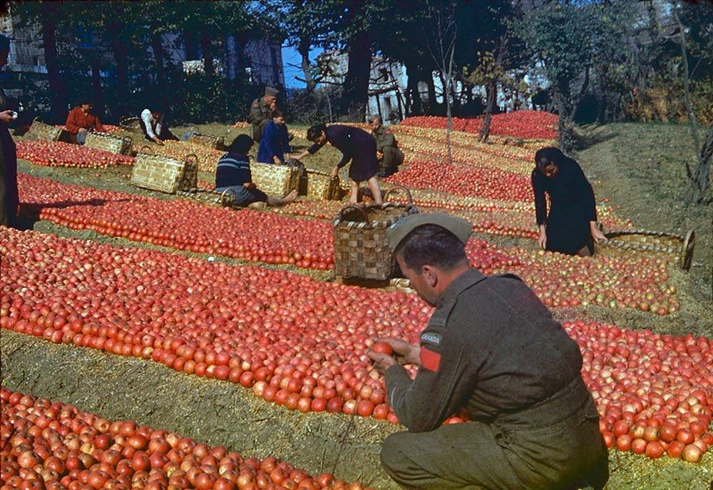 Canadian soldiers making selection of apples under Italian sun.