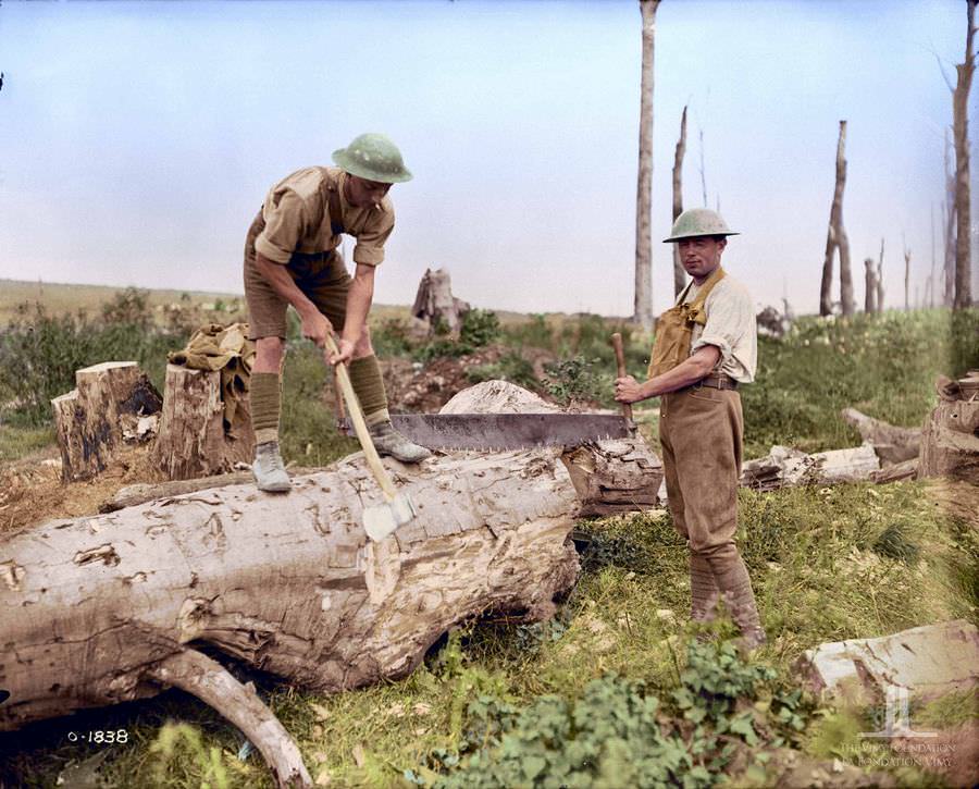 Canadian pioneers at work in a wood near vimy ridge, August 1917