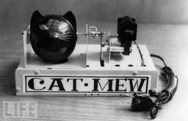 Cat Mew, 1963