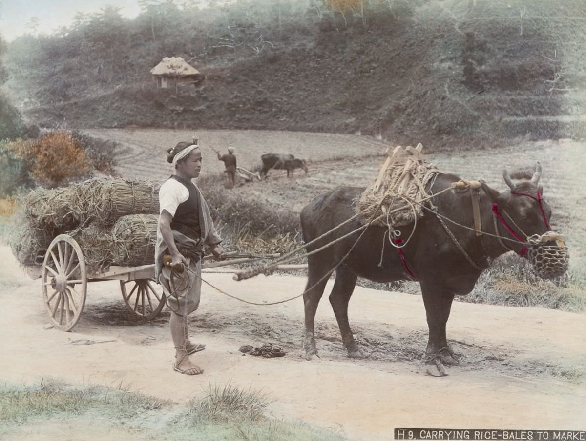 Carrying rice-bales to market