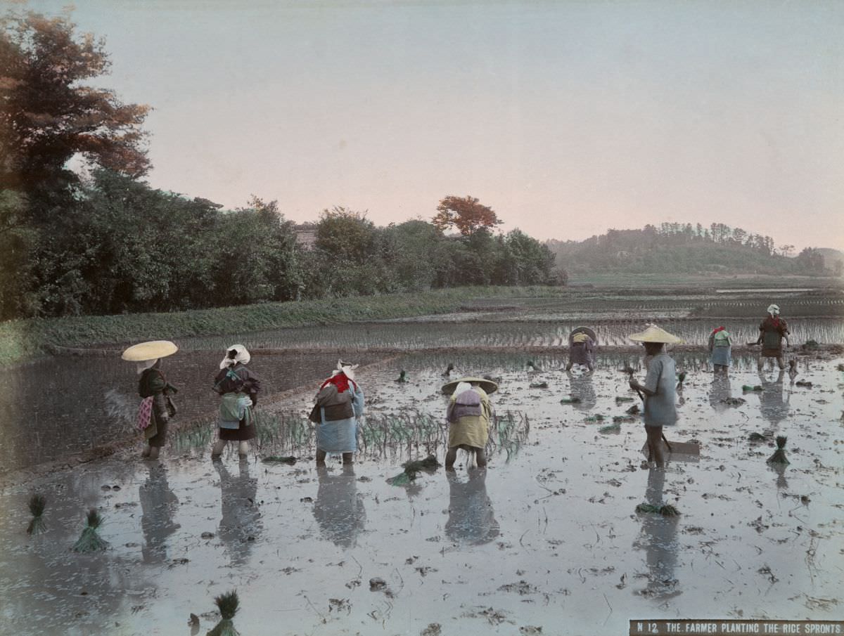The Farmer Planting the Rice Sprouts