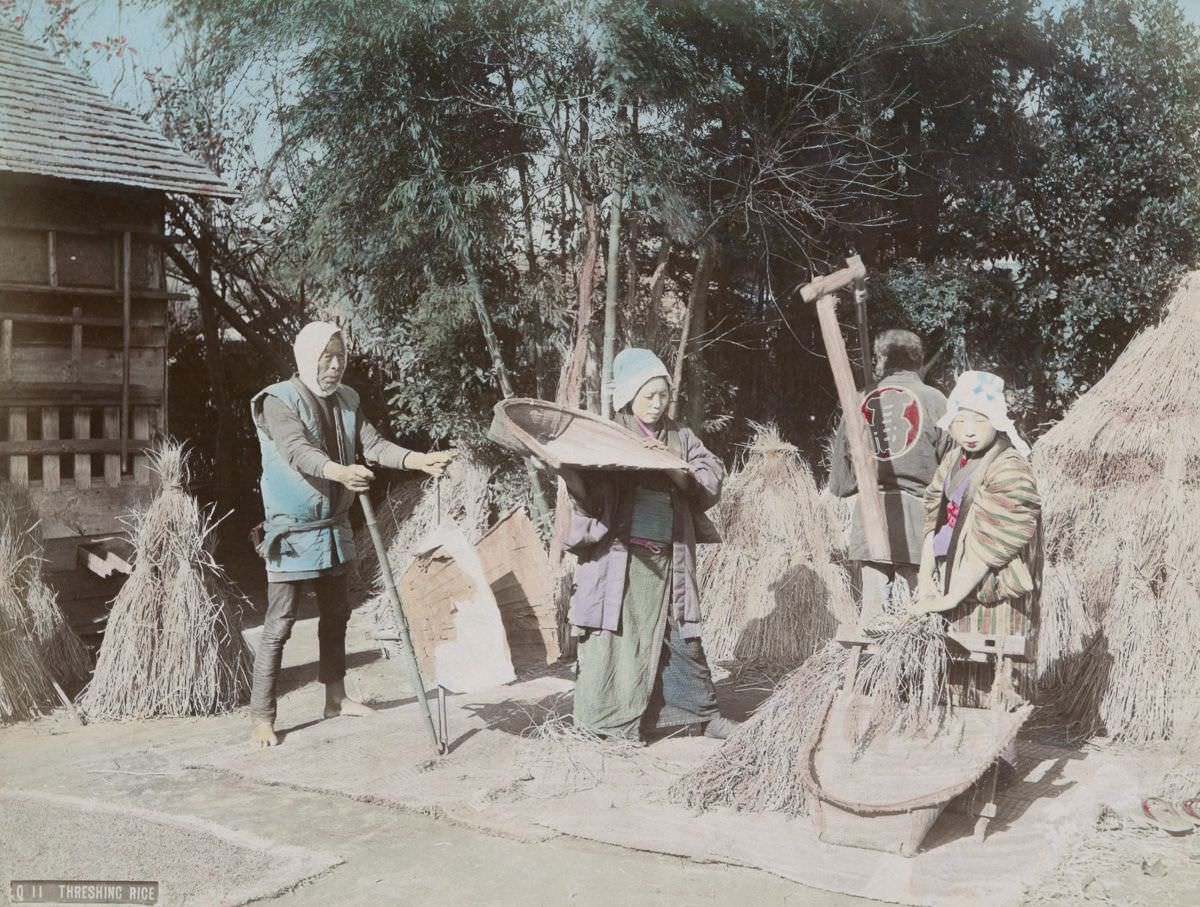 Threshing Rice