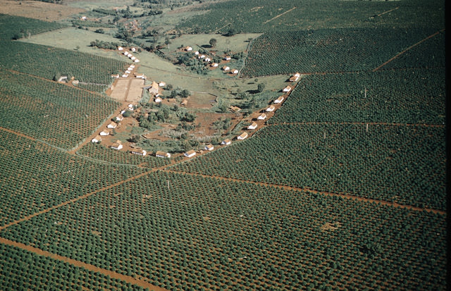 Coffee plantation in the terra rosa (purple earth) territory of the state of Parana.