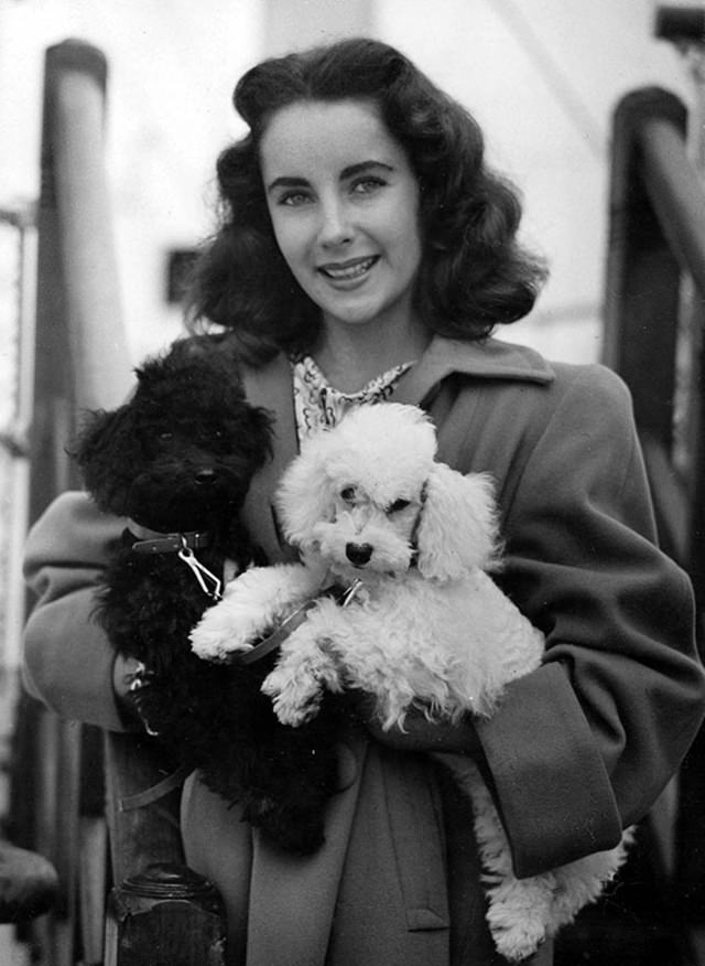 Elizabeth Taylor and her dogs