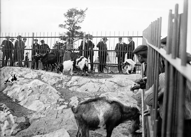 Helsinki Zoo