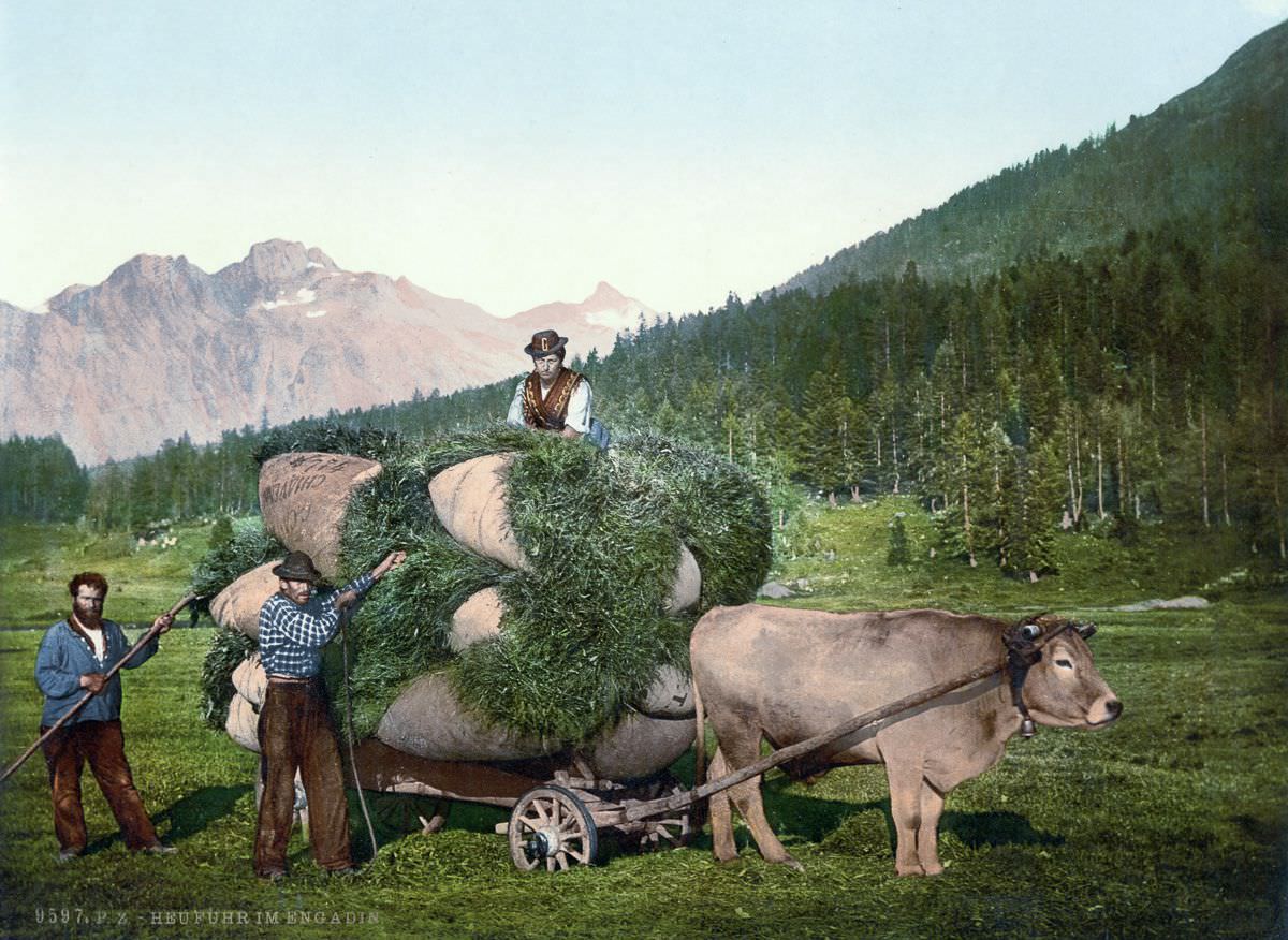 Farmers harvest hay in the Engadine, Grisons.