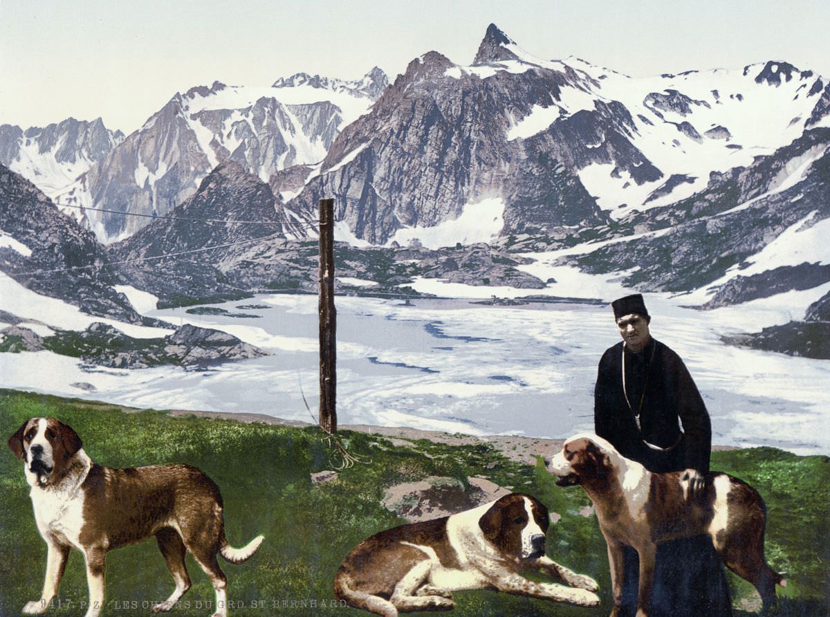 St. Bernard dogs, Valais.