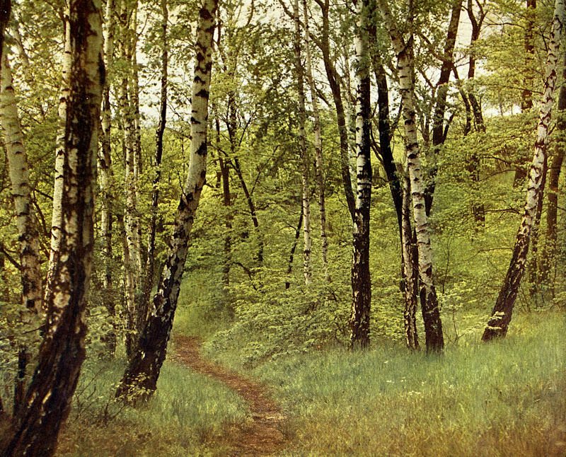 Märkischer Wald