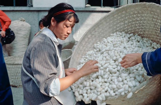 Shanghai. Quality check of silk worm cocoons prior to processing in a silk mill