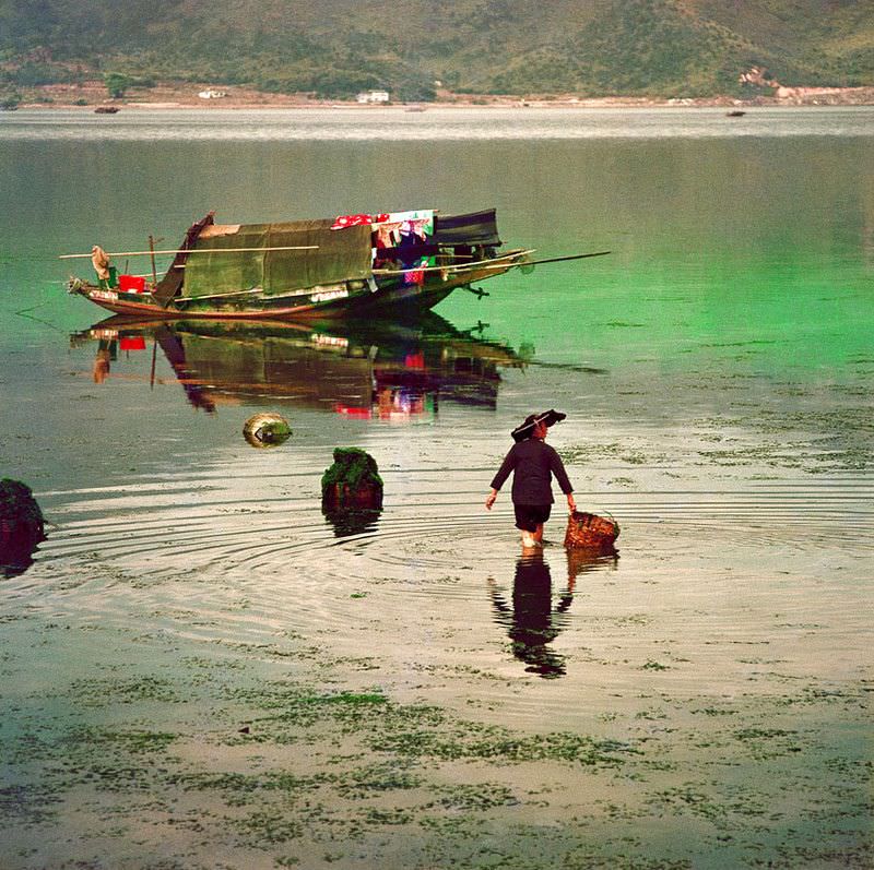 Collecting seaweed at Tai Po Kau, 1971