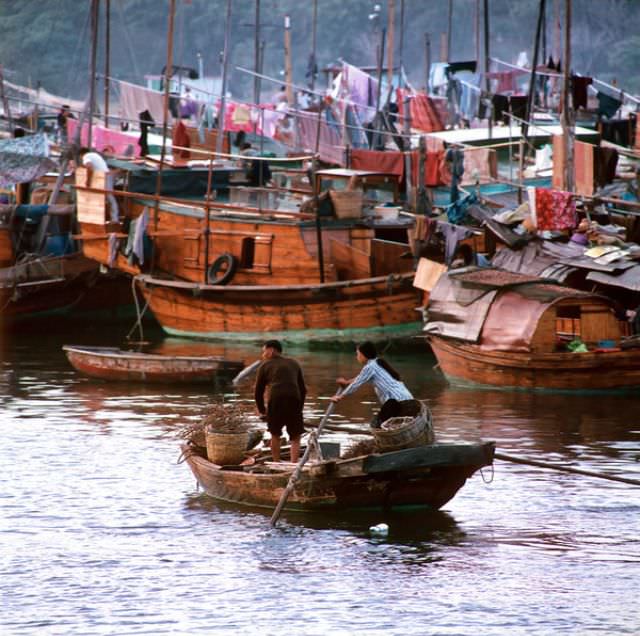 Tai Po Kau, 1979