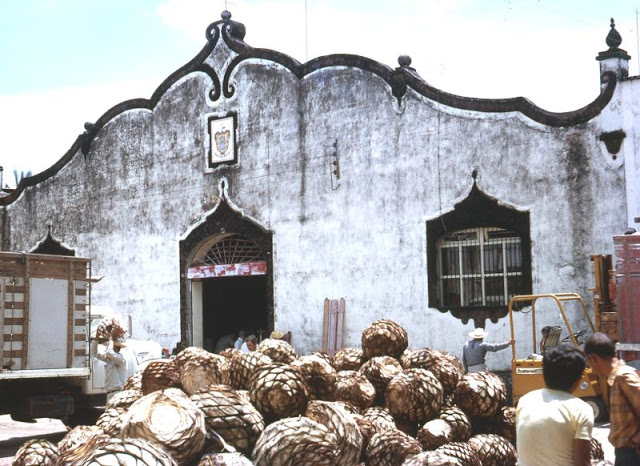 Tequila. The Tequila Factory and the pines that are used to ferment Tequila