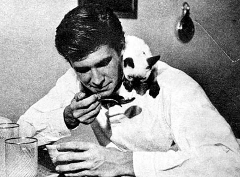 Anthony Perkins giving some ice cream to his Siamese cat, 'Banjo,' 1950s