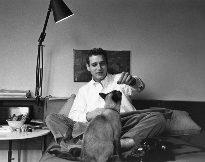 Paul Newman playing with his cat, 'Louis XIV,' while sewing and smoking, 1978