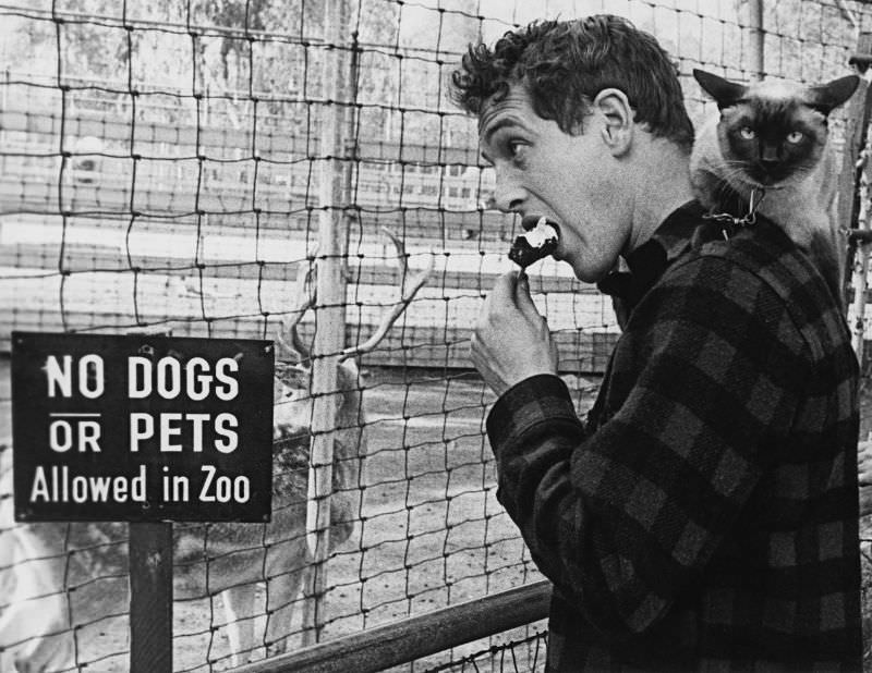 Paul Newman with his cat, 'Louis XIV,' at the zoo, 1956