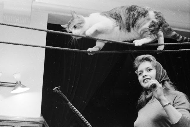 Brigitte Bardot playing with her cat