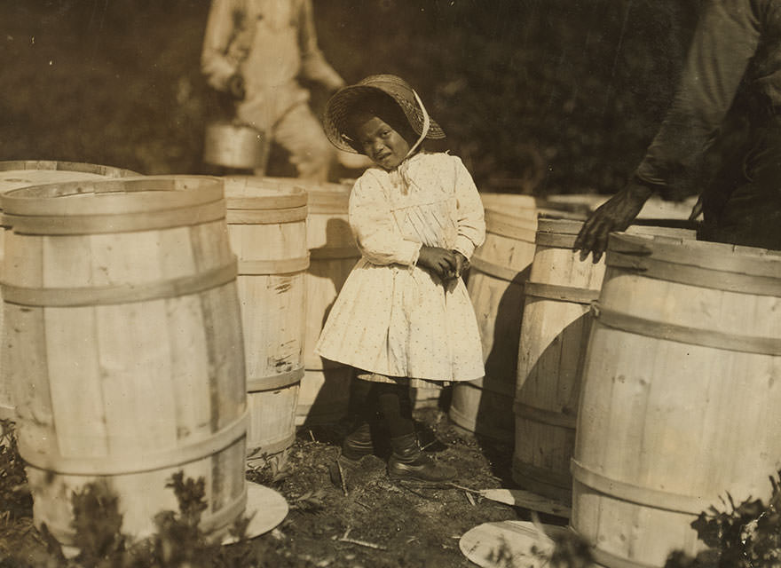 Mary Christmas, nearly 4 years old. Picks cranberries sometimes. She is now picking up berries spilled at the barrels by grandfather. Location: Falmouth – week’s bog, Massachusetts