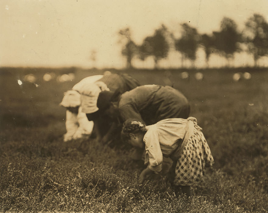 Tenjeta Calone, Philadelphia, 10 years old. Been picking cranberries 4 years. Location: browns mills, New Jersey