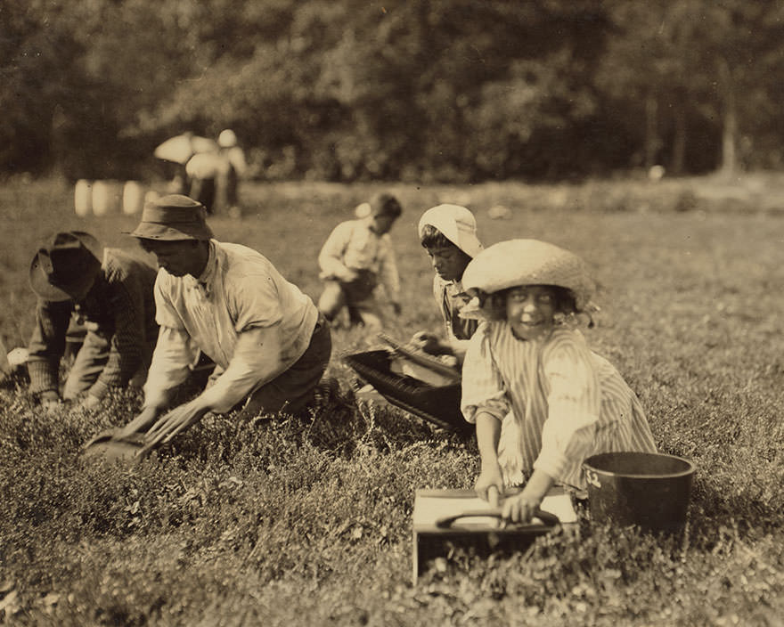 Two little pickers. Manuel alvez – 12 years, Marion alvez, 8 years. She picks 19 measures. He picks 10 measures. Location: Falmouth – baker bog, Massachusetts