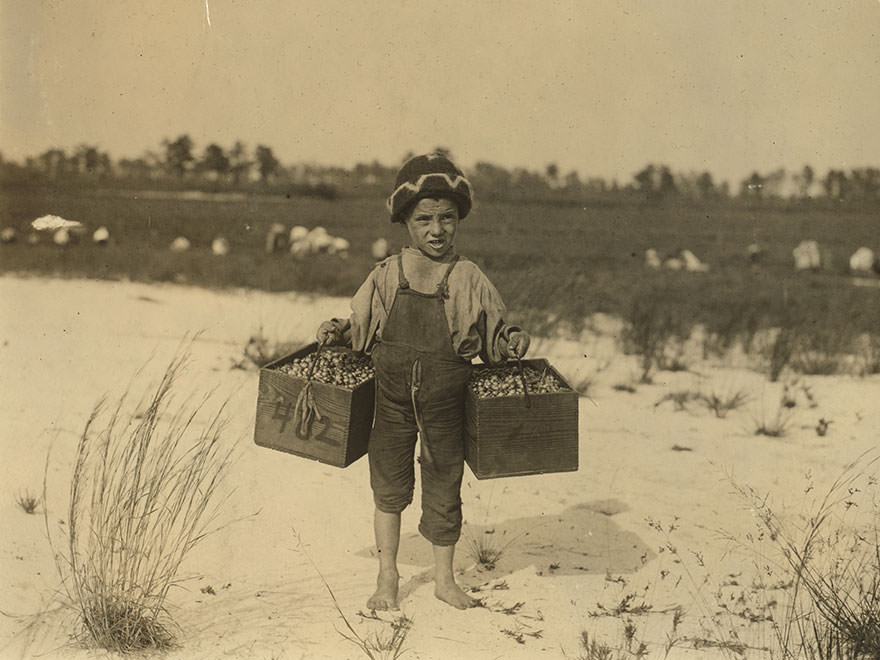 Salvin Nocito, 5 years old, carries 2 pecks of cranberries for long distance to the “bushel-man.” Location: browns mills, New Jersey