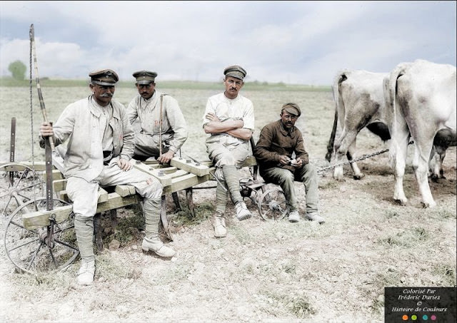 German prisoners at work ( beef drivers pause then plowing in a field)