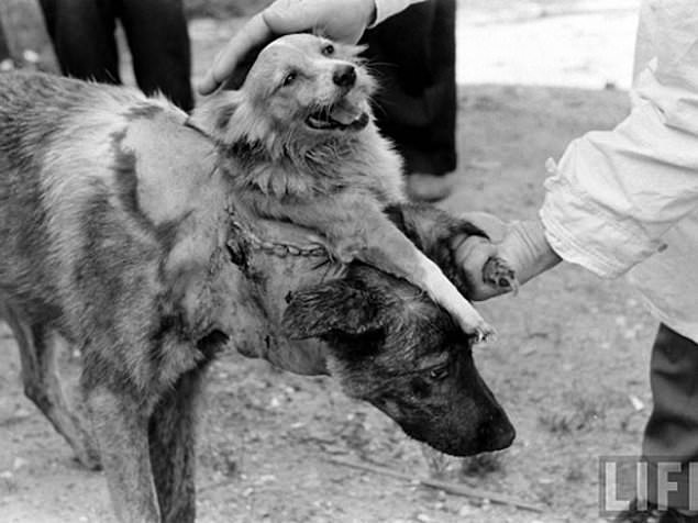 Two-Headed Dog experiment in Russia, 1954