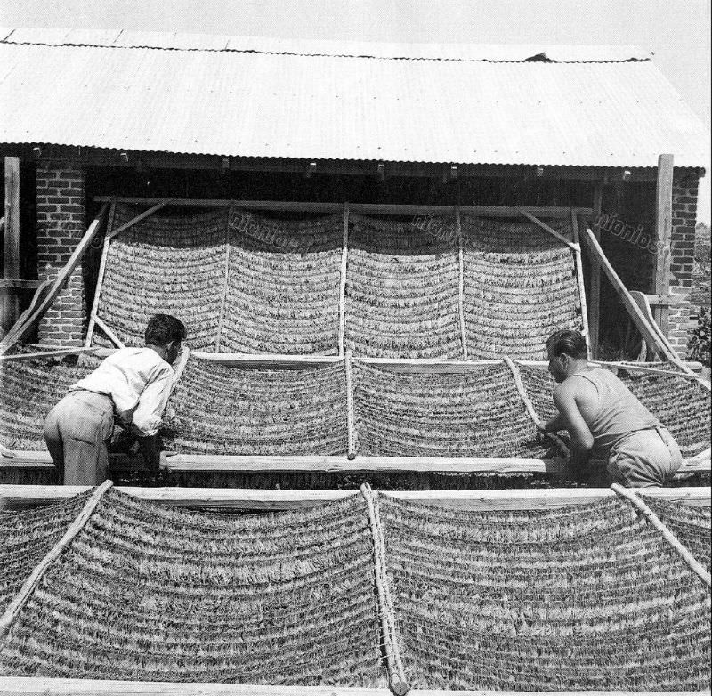 Smoke drying, Macedonia, August 1953