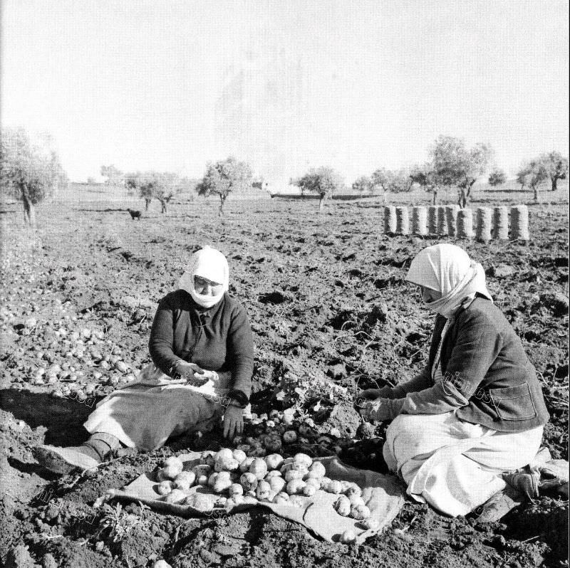 Potato harvest in Thebes, 1955