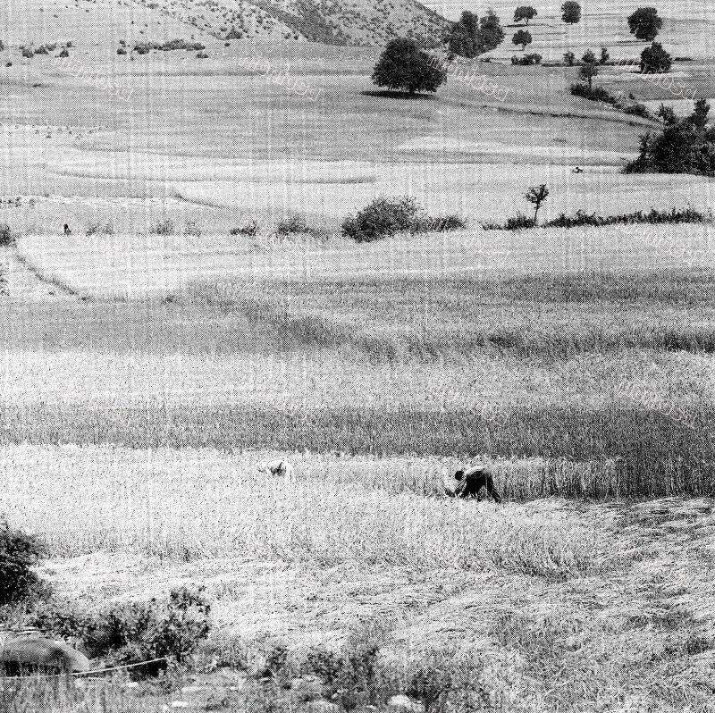 Wheat harvesting, Western Macedonia, June 1957