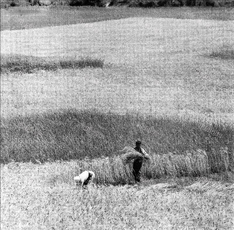 Wheat harvesting, Western Macedonia, June 1957