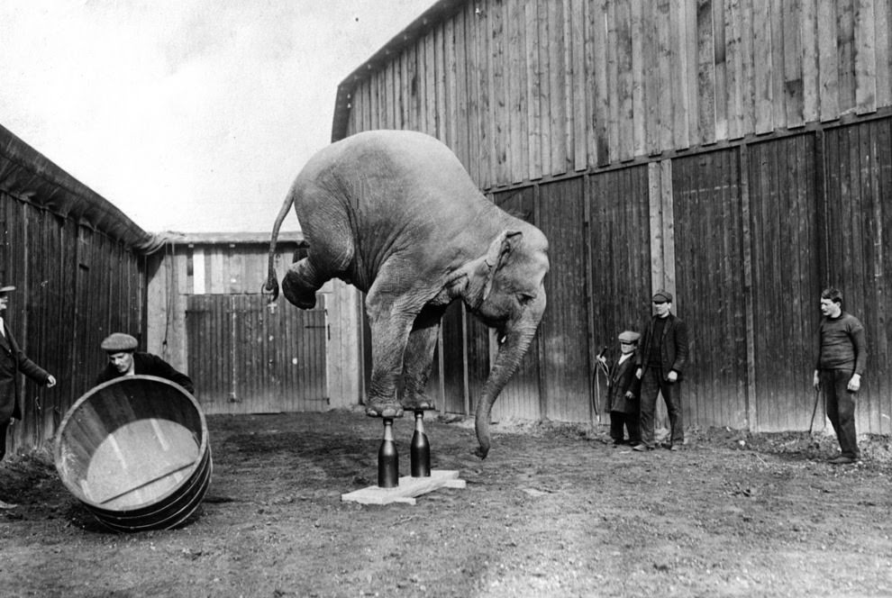 A circus elephant balances on its front legs, 1920