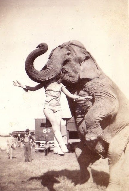 Circus performer with elephant, 1937