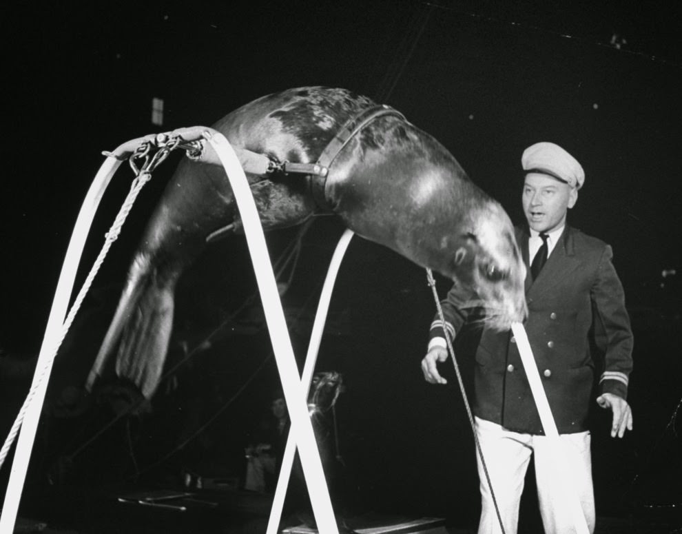 A seal performing in a harness, the trainer nearby, at a circus, 1942