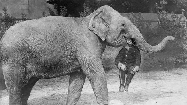 An elephant from Earl's Court Circus with a man in its mouth.