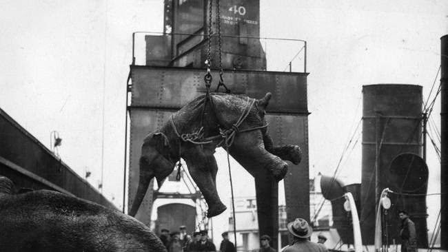 Elephants from the Blackpool Whitsun Circus being unloaded at Tilbury docks, 1928
