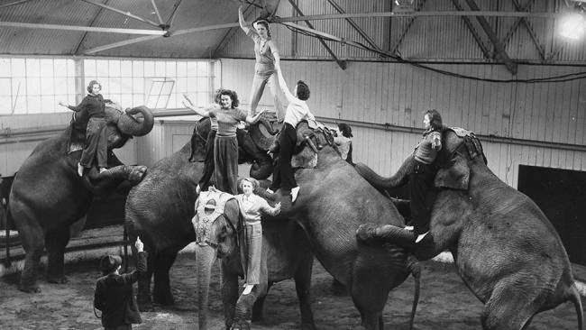 Animal trainers from Bertram Mills Circus rehearse with the elephants at the circus's winter quarters in Ascot in preparation for their next performance at Olympia in London, 1949