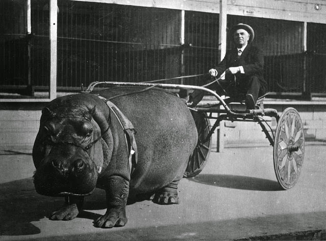 Circus hippo pulling a cart, 1924