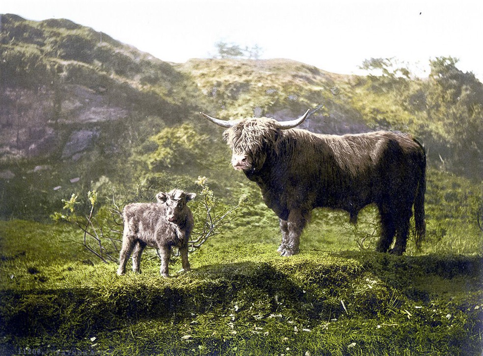 Highland cattle