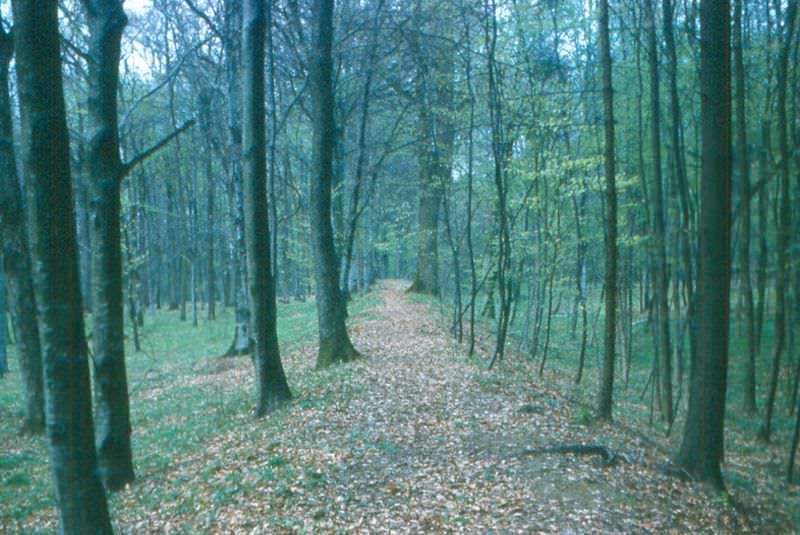 Limes near Öhringen